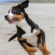 Image for article titled Welcome to the "Invisible Challenge," which involves a bunch of dogs running into plastic wrap